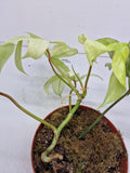 Philodendron Florida Ghost