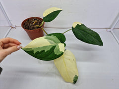 Syngonium Chiapense Variegata