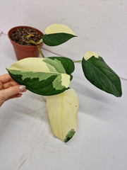 Syngonium Chiapense Variegata