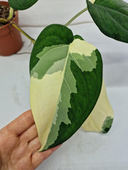 Syngonium Chiapense Variegata