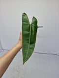 Philodendron Billietiae Steckling
