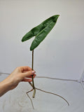 Philodendron Billietiae Steckling