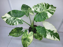 Alocasia Gageana Albo Variegata