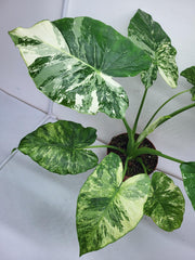 Alocasia Gageana Albo Variegata