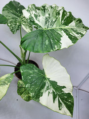 Alocasia Gageana Albo Variegata