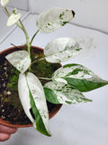 Epipremnum Pinnatum Marble Variegata