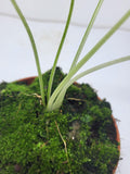 Alocasia Macrorrhiza Variegata