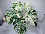 Monstera Variegata Adult