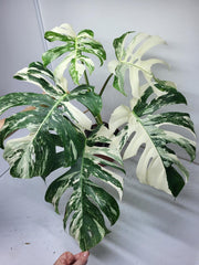 Monstera Variegata Adult