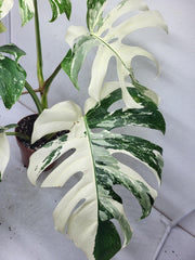 Monstera Variegata Adult