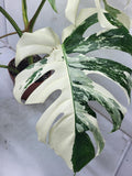 Monstera Variegata Adult