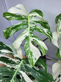 Monstera Variegata Adult