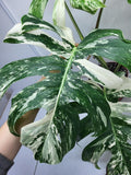 Monstera Variegata Adult