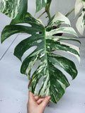 Monstera Variegata Adult