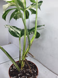 Monstera Variegata Adult