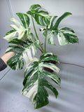 Monstera Variegata Adult