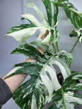 Monstera Variegata Adult