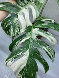 Monstera Variegata Adult