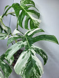 Monstera Variegata Adult