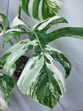 Monstera Variegata Adult