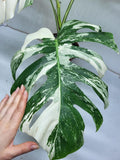 Monstera Variegata Adult