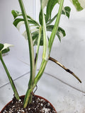 Monstera Variegata Adult