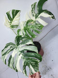 Monstera Variegata Adult