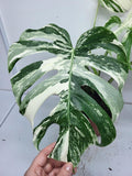 Monstera Variegata Adult