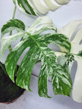 Monstera Variegata Adult