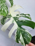 Monstera Variegata Adult