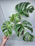 Monstera Variegata Adult