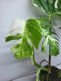 Monstera Variegata Adult