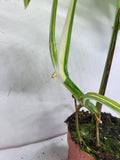 Monstera Variegata Adult