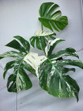 Monstera Variegata Adult