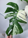 Monstera Variegata Adult