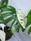 Monstera Variegata Adult