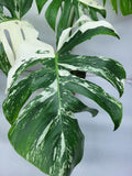 Monstera Variegata Adult