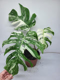 Monstera Variegata Adult