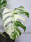 Monstera Variegata Adult