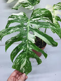 Monstera Variegata Adult