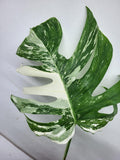 Monstera Variegata Adult