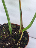 Monstera Variegata Adult