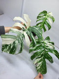 Monstera Variegata Adult