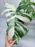 Monstera Variegata Adult