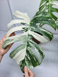 Monstera Variegata Adult