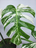 Monstera Variegata Adult