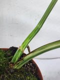 Monstera Variegata Adult