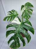 Monstera Variegata Adult