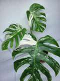 Monstera Variegata Adult