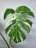 Monstera Variegata Adult